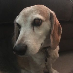 Meet your Posher, Amelia